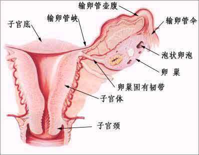 子宫性不孕