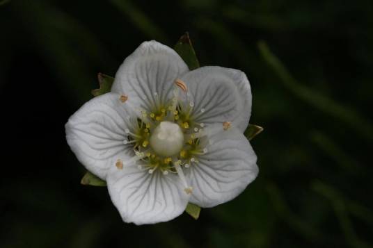 梅花草（卫矛科梅花草属植物）