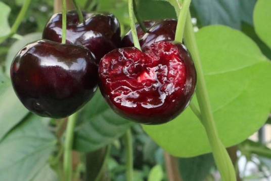 黑珍珠樱桃