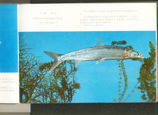 鳤（鲤形目动物）