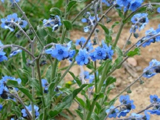 狗屎花（中药）