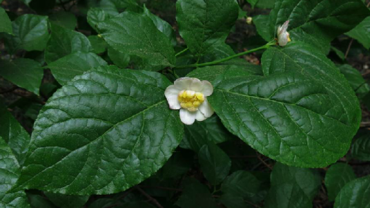 夏蜡梅（中药）