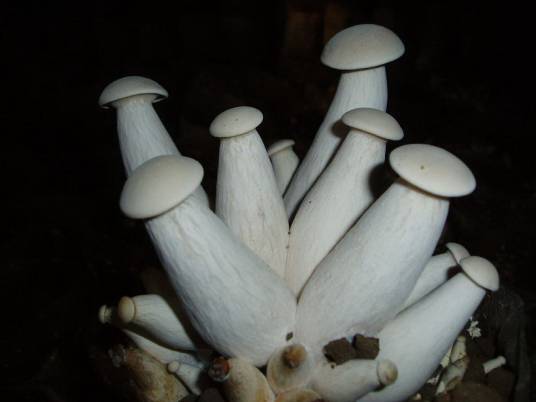 金福菇高产栽培