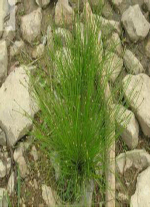 牛毛毡（中药材）