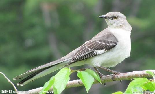仿声鸟（鸟类）