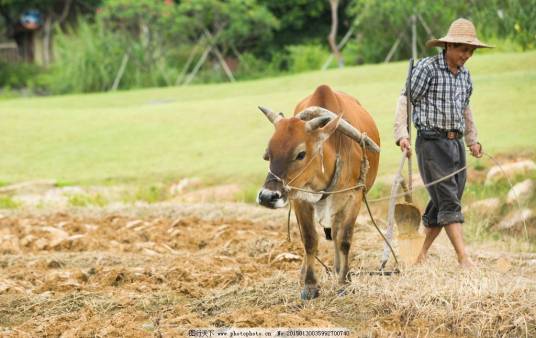 农夫耕田