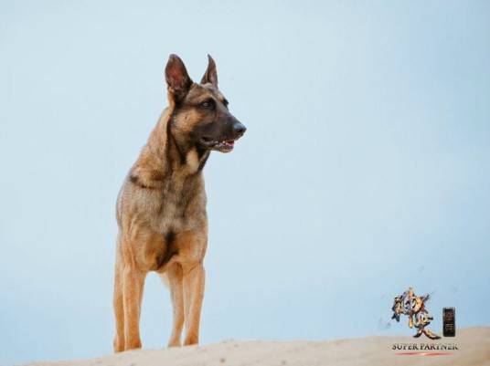 步枪（《神犬奇兵》中幽灵犬）