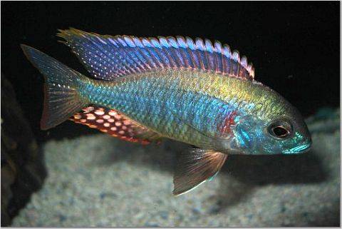 三湖（江西三湖）