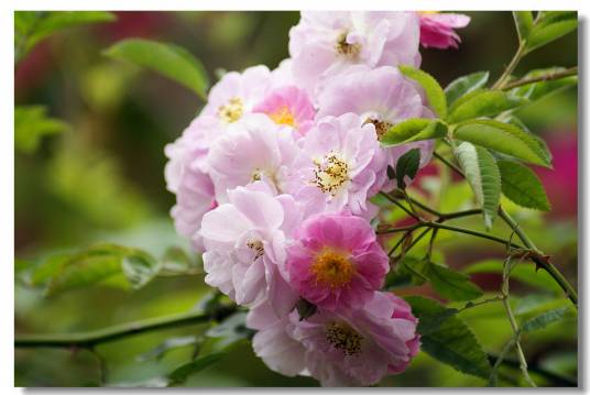 粉妆（月季品种）