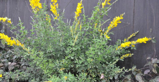 锦鸡儿（中药）