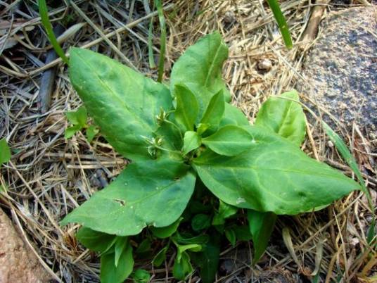 孩儿参（石竹科孩儿参属植物）