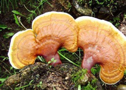 吉林长白山灵芝