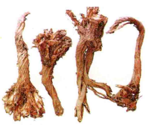 酸模（中药）