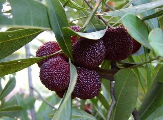 杨梅（杨梅科杨梅属植物）