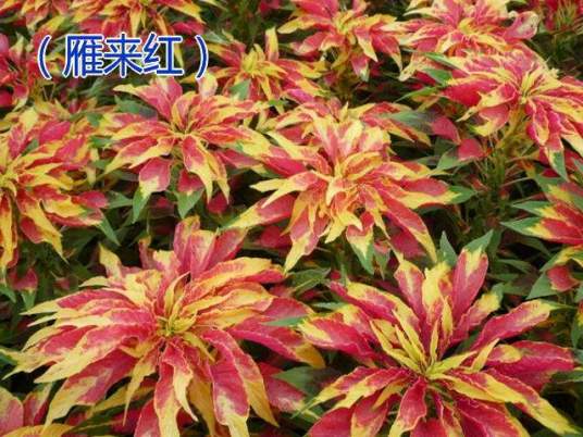 雁来红（杨万里的诗《雁来红》）