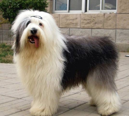 英国古代牧羊犬（犬科犬属动物）