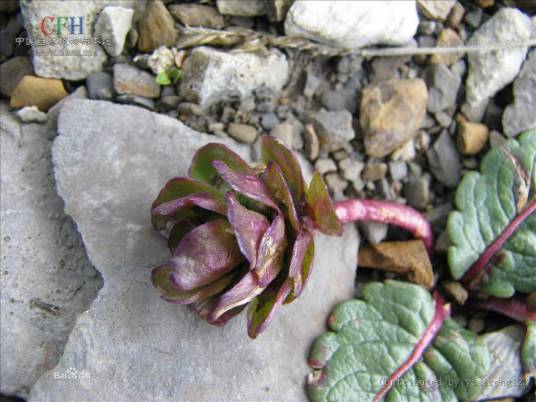 兔耳草（植物）