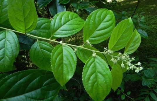 雷公藤（中药）