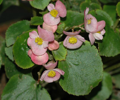 四季海棠（中药）