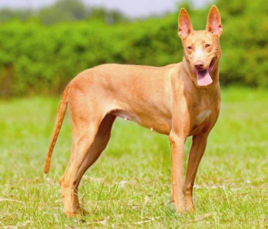 大型法老王猎犬