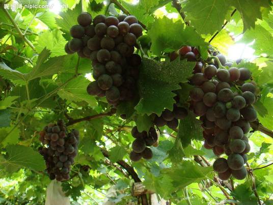 绿玫瑰(葡萄品种)