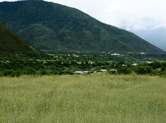 小麦属