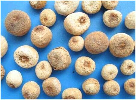 天南星（中药）