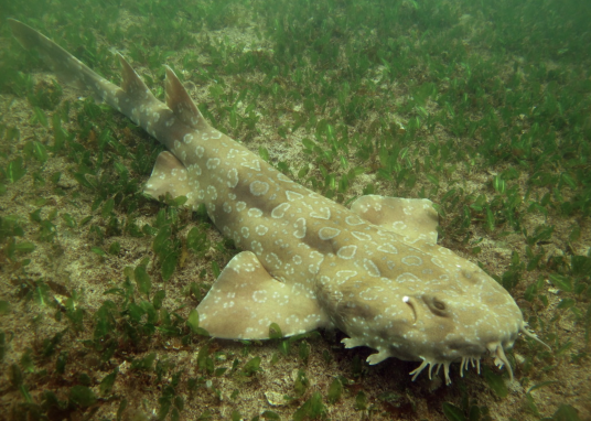 斑纹须鲨