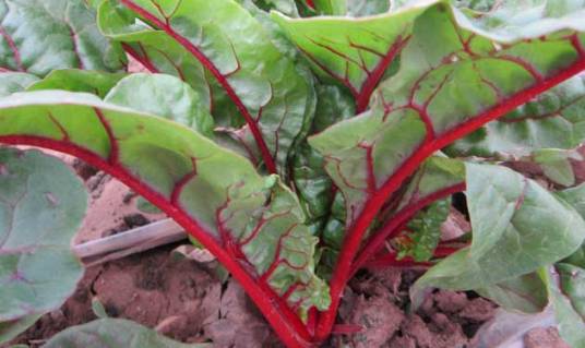 红梗叶甜菜