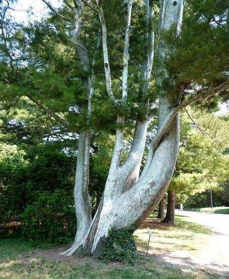 白皮松陕西蓝田16