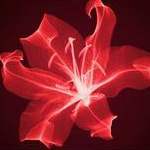 变身百合小说吧