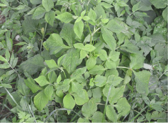 鸭儿芹（中药）