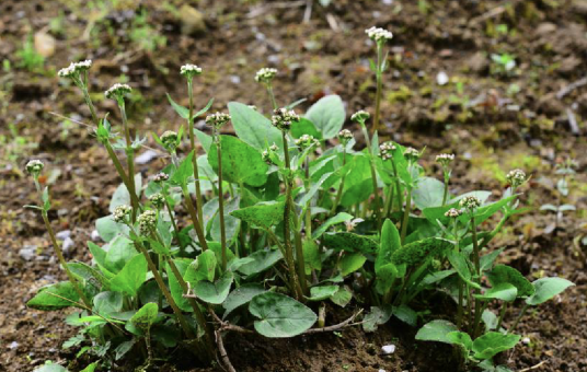 蜘蛛香（忍冬科缬草属植物）
