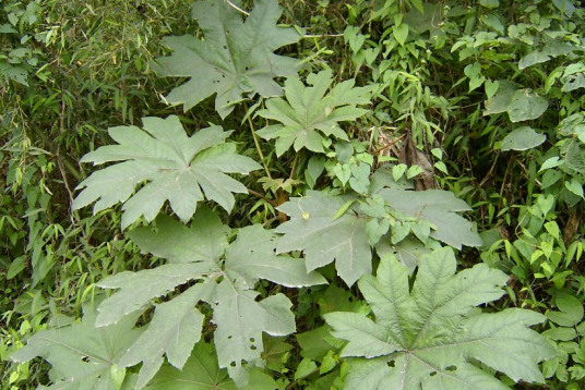 小通草（旌节花科植物）