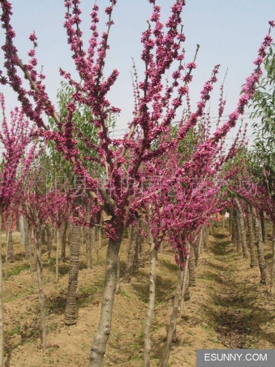 菏泽红叶碧桃