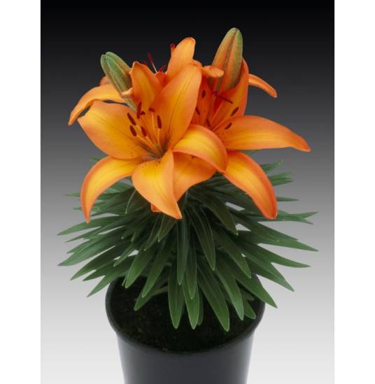 橙色年代（苏鉴花201327）