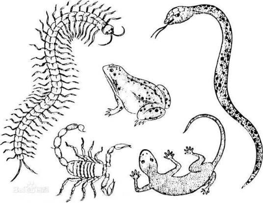 五毒(五种有毒性动物的合称)