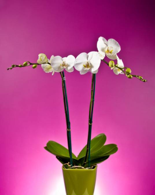 兰科（天门冬目下的一科）