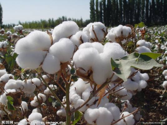 桃李村（山西省运城市永济市下辖村）