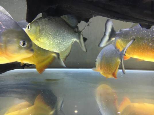 水虎（产于美洲的观赏鱼）