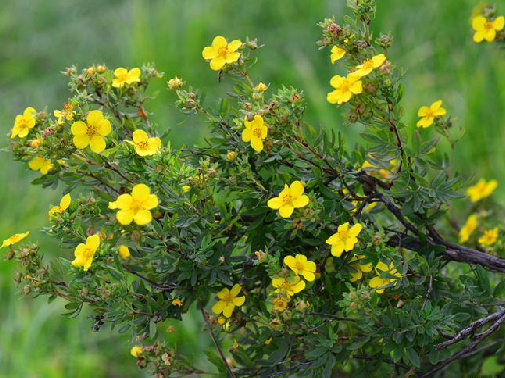 药王茶（中药）