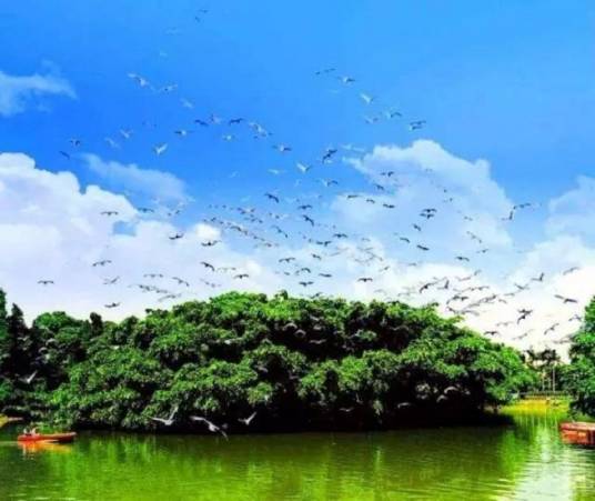 广东新会小鸟天堂国家湿地公园