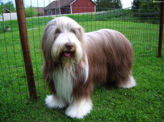 古代长须牧羊犬