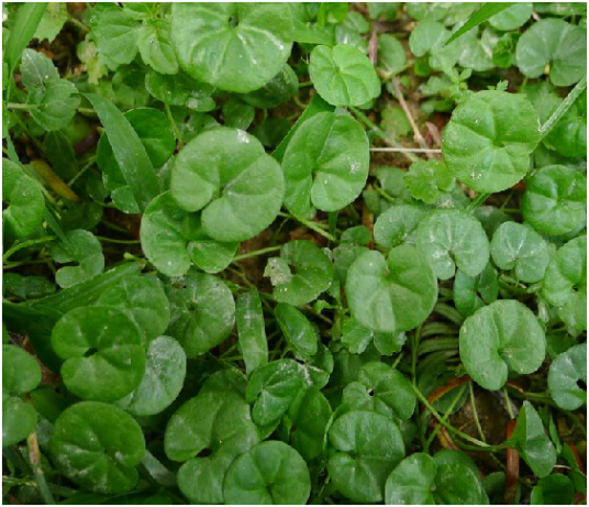 马蹄金（中药）