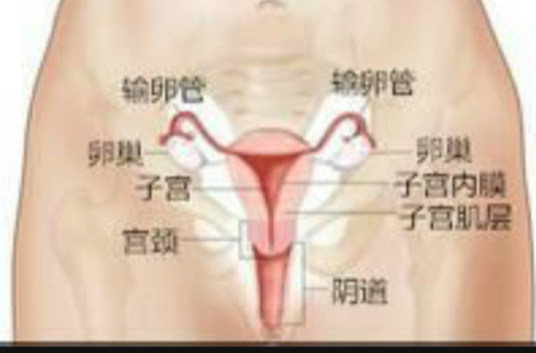 阴道分泌物检查