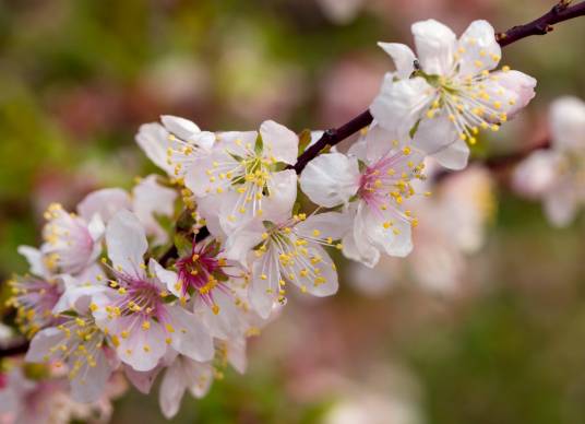 郁李（蔷薇科李属植物）