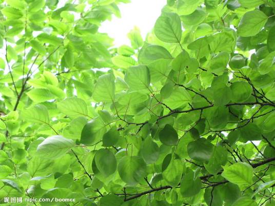 杏叶（蔷薇科部分植物的叶）