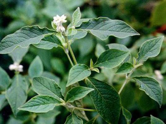 牛膝（苋科牛膝属植物）