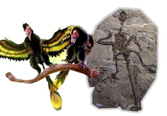 吉祥鸟（下白垩纪时期鸟类）