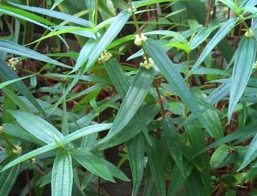 糯米草